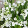 MUGUET BOUQUET