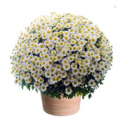 CHRYSANTHEM YELLOW - TOUSSAINT FLOWERS
