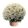 FLEURS POUR LA TOUSSAINT - CHRYSANTHÈMES