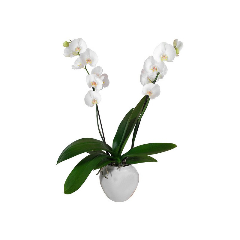 ORCHIDS ORCHIDÉE BLANCHE EN POT