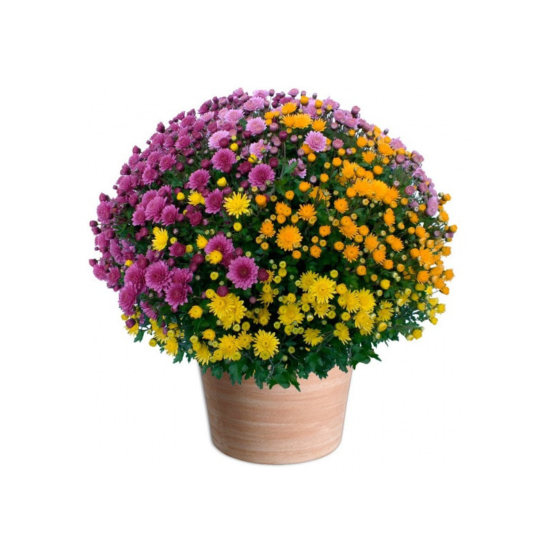 FLEURS POUR LA TOUSSAINT - CHRYSANTHÈMES MULTICOLORES