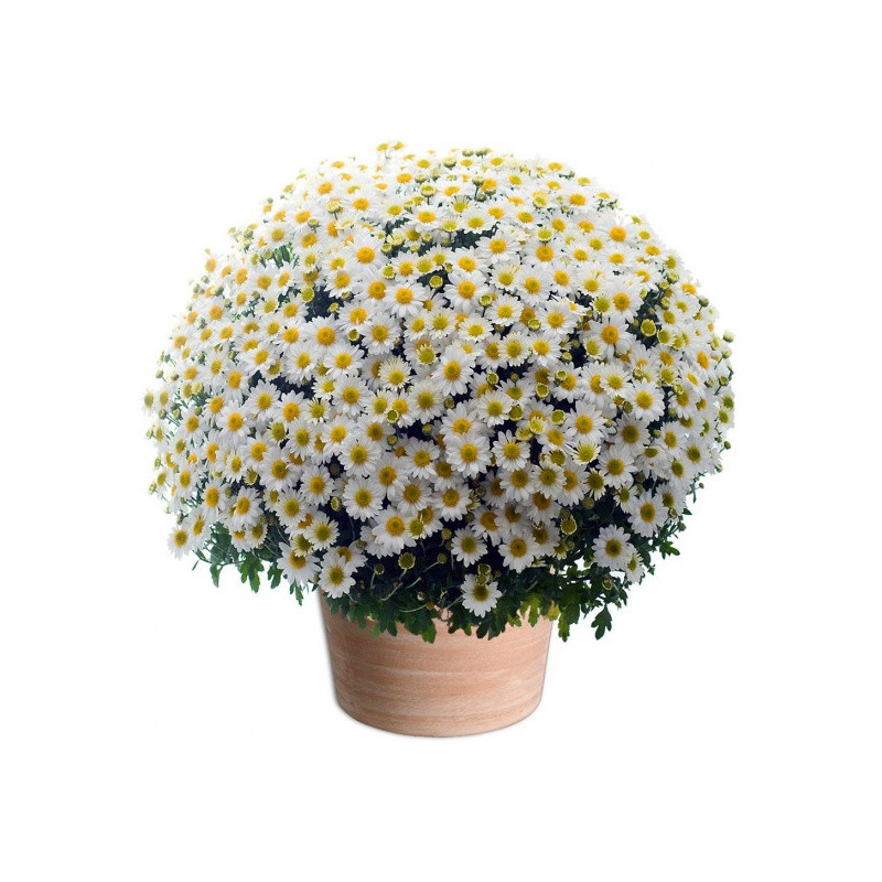 CHRYSANTHEM WHITE - TOUSSAINT FLOWERS