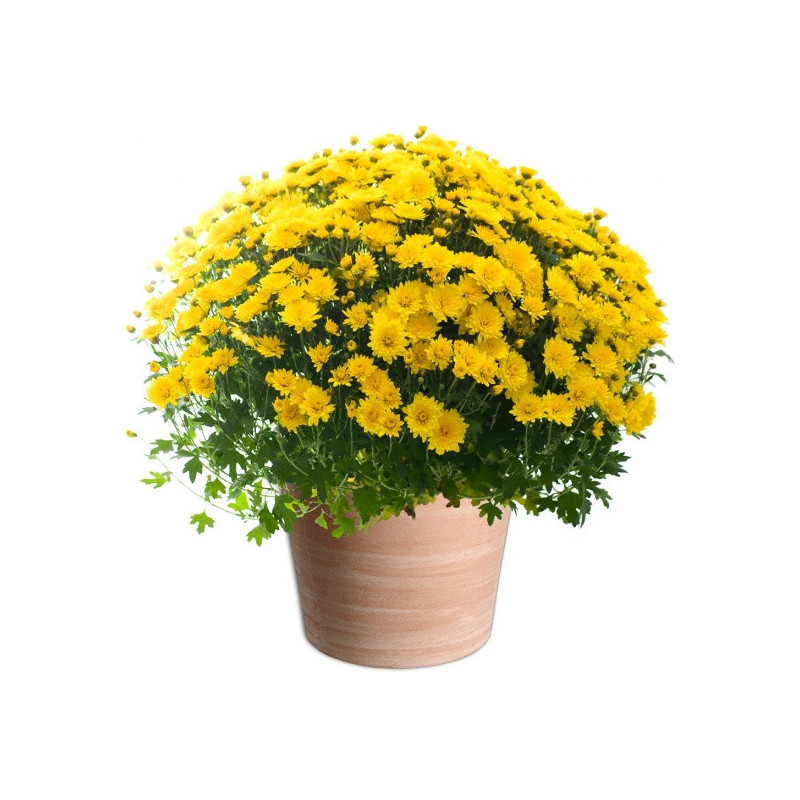 CHRYSANTHEM YELLOW - TOUSSAINT FLOWERS