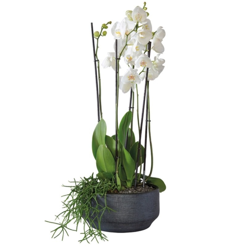 DOM-EXO ARRANGEMENT D’ORCHIDÉES BLANCHES DOM-EXO ARRANGEMENT D’ORCHIDÉES BLANCHES