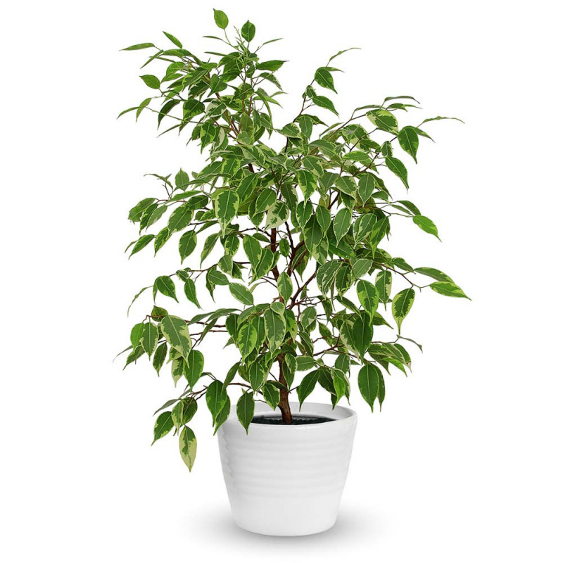 FICUS PLANT