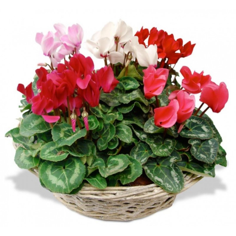 COMPOSITION DE CYCLAMENS