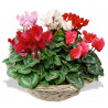 COMPOSITION OF CYCLAMENS