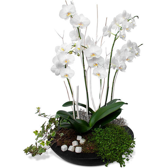 COMPOSITION D'ORCHIDÉES POUR UNE NAISSANCE a NALLIERS 86