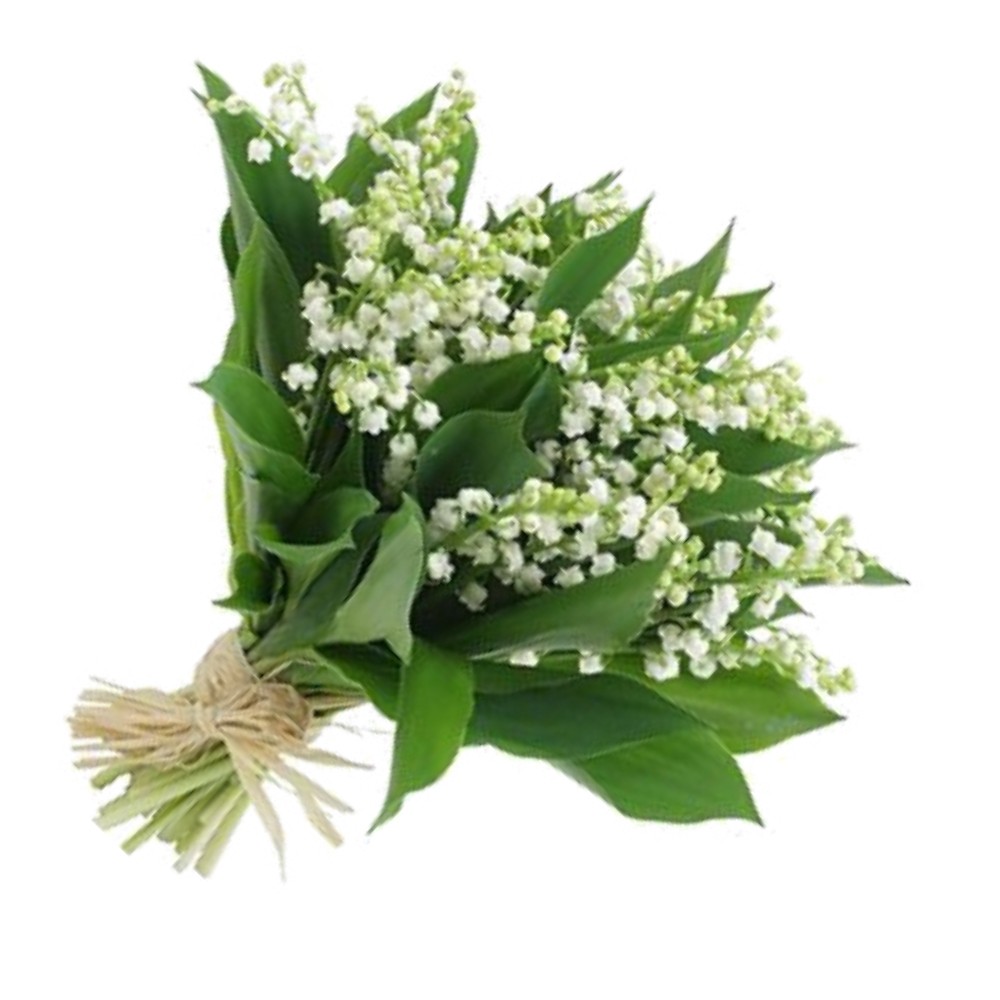 MUGUET - FLEURS DU 1ER MAI - LIVRAISON MUGUET